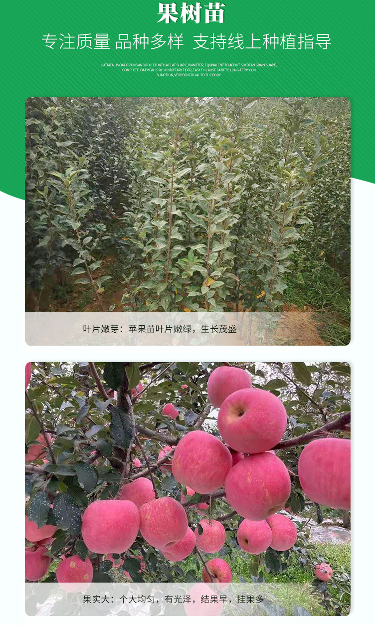 蘋果苗-_02.jpg