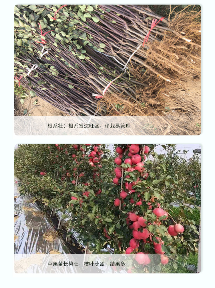 蘋果苗-_01.jpg