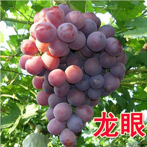 8a8f4c4de9b1f05d922cd6f4612490