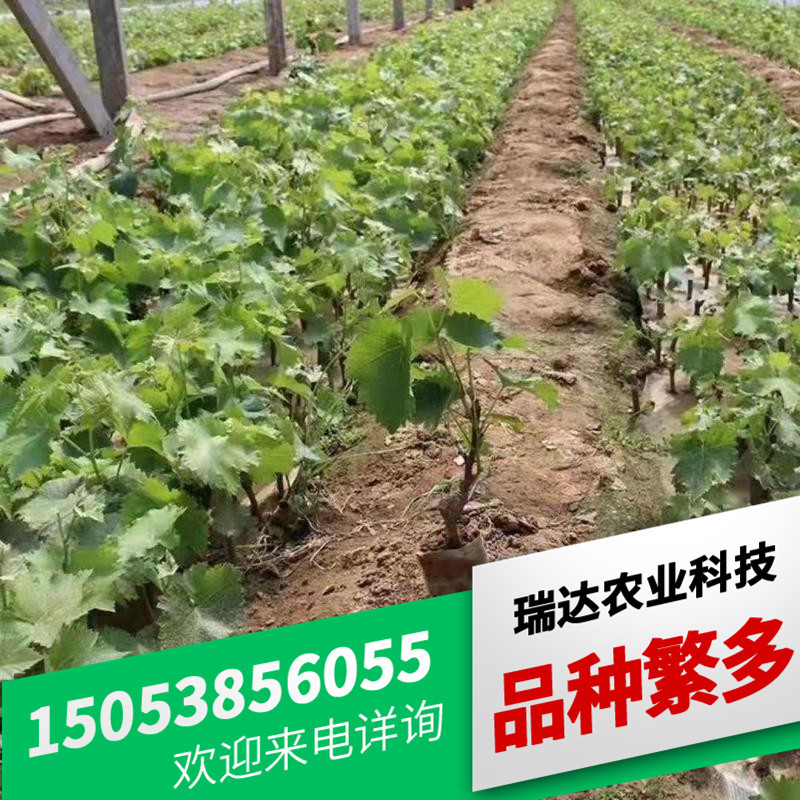 b995afc16ca52681086508a9d453cc