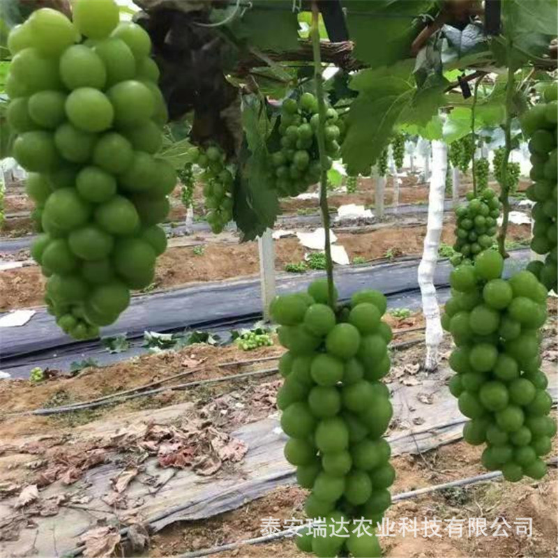 f810385651c51cae65b1db551423db