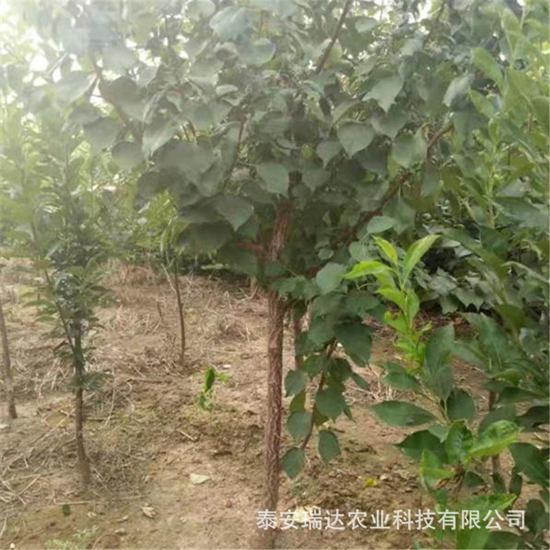 177ae6ef9289068136a4faa69de58f