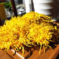 新花金絲皇菊新花一朵一杯金絲菊婺源徽州大皇菊花茶散花散裝批發(fā)