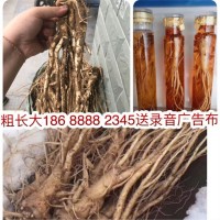 東北鮮人參 跑江湖展會(huì)地?cái)倴|北鮮人參沙參地?cái)倕⑻}卜參北沙參