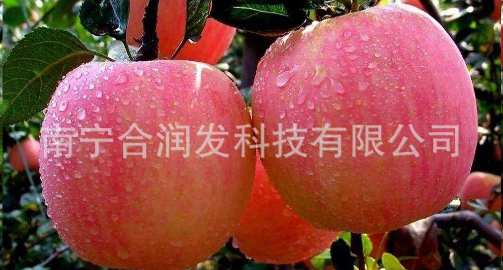 蘋(píng)果