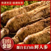 [包郵]長白山新鮮人參散裝現(xiàn)挖帶土圓參泡酒煲湯東北特產鮮參批發(fā)