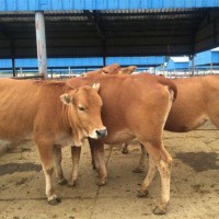肉牛犢小黃牛價(jià)格魯西黃牛肉牛仔小牛犢多少錢一頭20元拍養(yǎng)殖資料