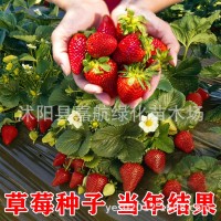 草莓種籽子四季播種結(jié)果好種易活陽臺室內(nèi)外花卉盆栽植物花種籽子