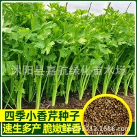 四季小香芹種子大全芹菜苗種籽大全芹菜種子季青菜籽蔬菜種子農(nóng)家