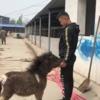 哪里有賣小矮馬的 供應(yīng)景區(qū)觀賞騎乘德保矮馬設(shè)特蘭矮馬活體 寵物
