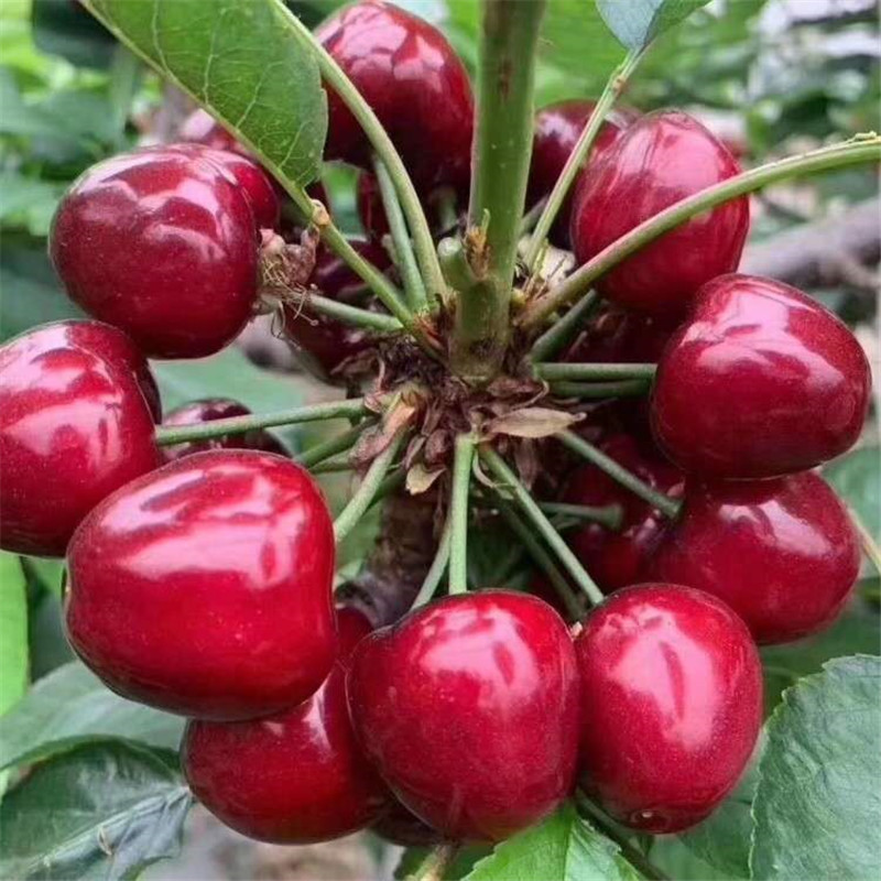 c383dd498d42bddd1700b7907781ce