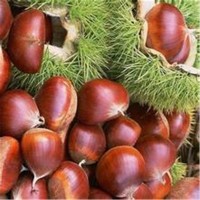 直供1公分板栗 嫁接板栗樹 毛板栗樹 志森園藝場供應(yīng)