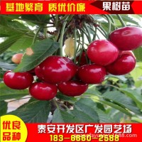 大量供應吉塞拉櫻桃樹苗美早櫻桃苗剪枝方法車厘子大櫻桃樹苗種植