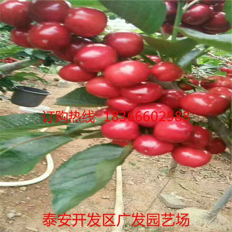 mmexport1496823451660_fuben