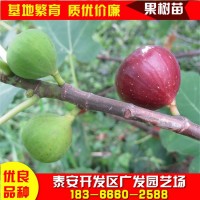 山東布蘭瑞克無(wú)花果樹(shù)苗供應(yīng)波姬紅金傲芬無(wú)花果苗價(jià)格無(wú)花果樹(shù)苗