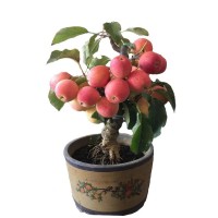 批發(fā)嫁接蘋果盆景樹苗紅富士南方北方種植盆栽水果樹陽臺室內盆景
