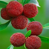 批發(fā)果樹苗 楊梅樹苗新品光葉楊梅嫁接苗肉質細嫩汁多味濃結果苗
