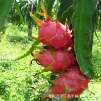 火龍果苗批發(fā)紅肉火龍果苗白心火龍果樹苗價(jià)格南北方種植火龍果苗