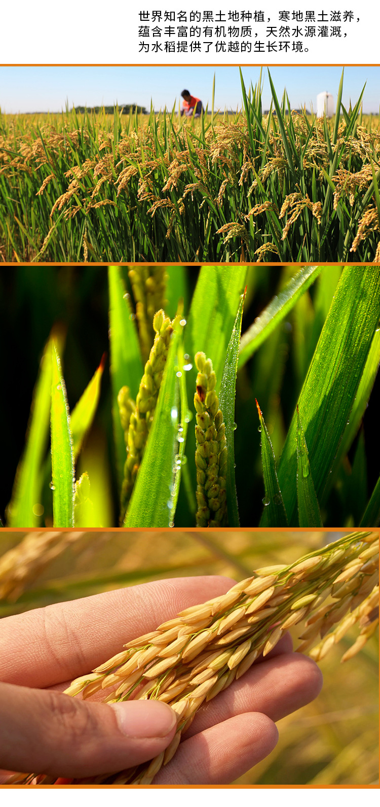 億米多-長粒香米-1kg_07