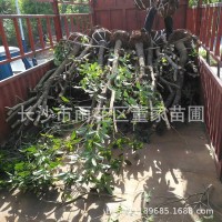 供應(yīng)占地苗桂花樹苗 地經(jīng)8-20公分半冠桂花樹 不成型桂花批發(fā)價