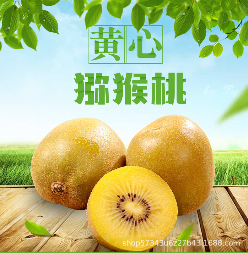 黃心獼猴桃_01.jpg