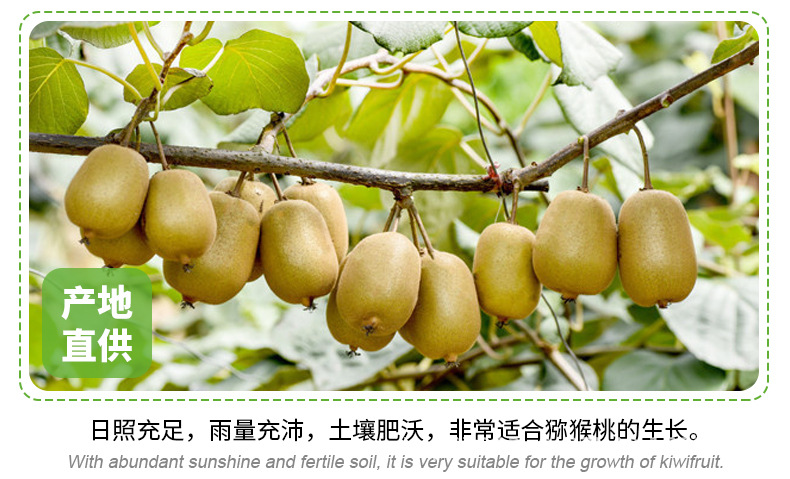 黃心獼猴桃_10.jpg