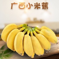 廣西小米香蕉 代發(fā)5/9斤新鮮水果海南軟糯小香蕉給紅美人蘋果粉蕉