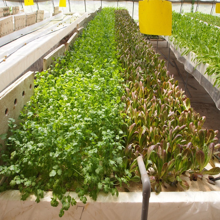 香菜.羅馬速生香菜 - 副本