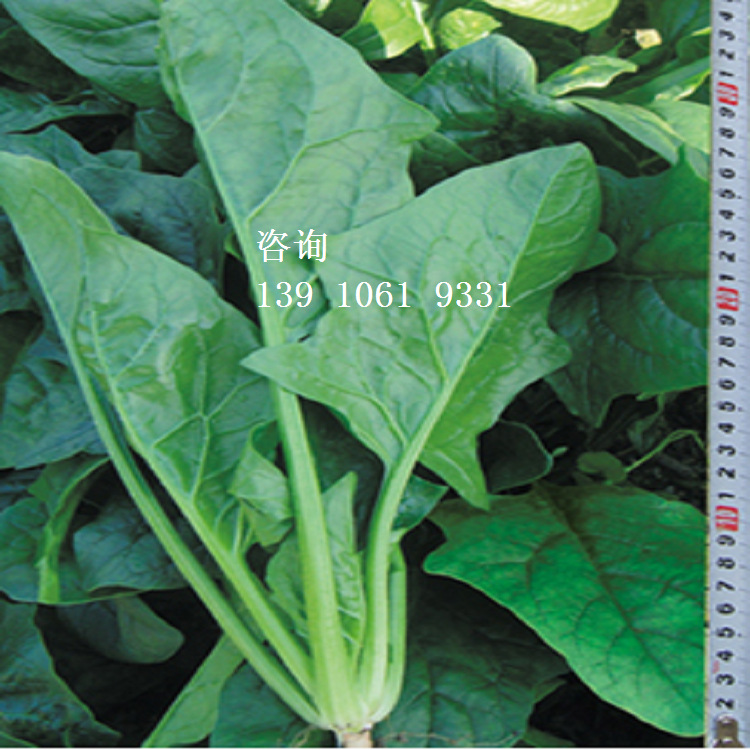 菠菜.波爾多 - 副本 (2)