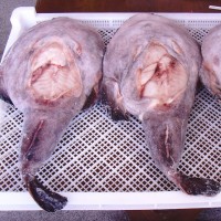 凍一去安康魚(yú)去臟留胃安康魚(yú)韓國(guó)火鍋安康魚(yú)frozen monkfish gutt