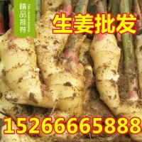 山東生姜產地批發(fā) 大黃姜 小黃姜 貨源充足 質優(yōu)價廉