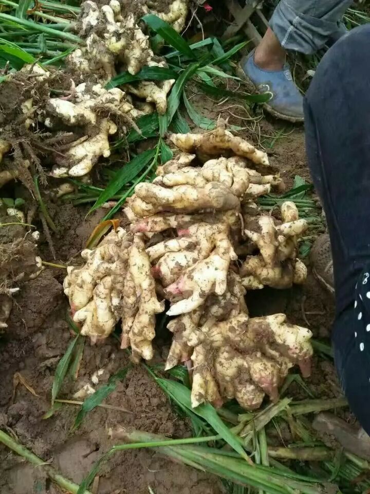 QQ圖片20160813134742