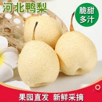 河北鴨梨水晶梨水果梨子批發(fā)斤新鮮白梨非皇冠梨雪梨香梨斤斤