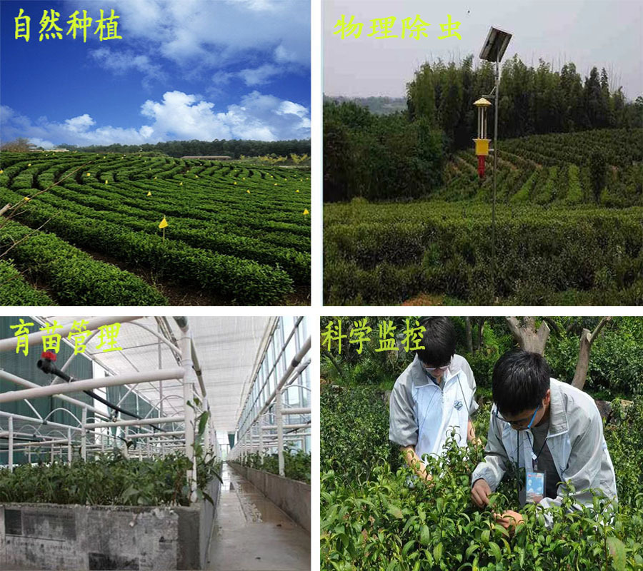 優(yōu)質(zhì)茶樹