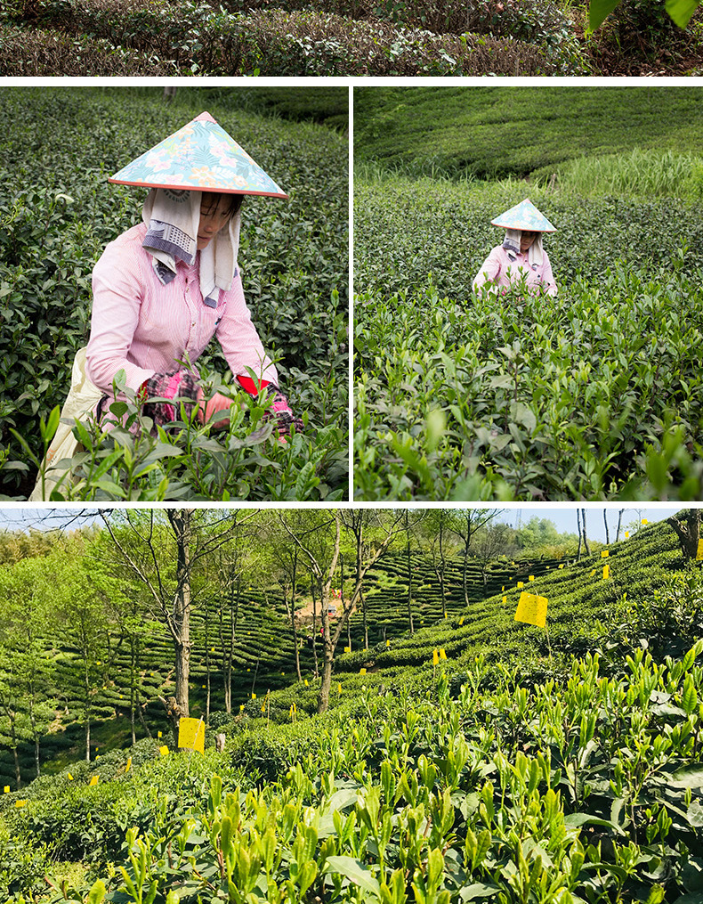 安徽六安瓜片06-02