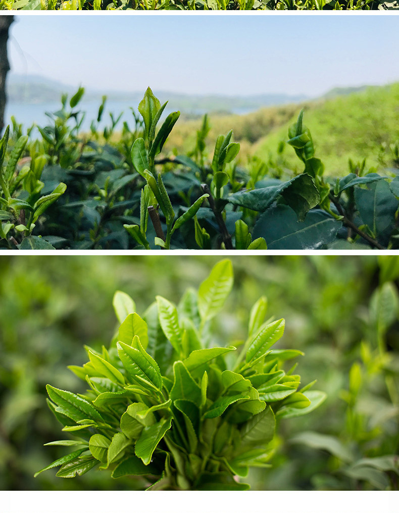 安徽六安瓜片06-03