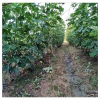青皮無花果樹苗哪里有賣 金傲芬 芭勞奈 無花果樹苗價格