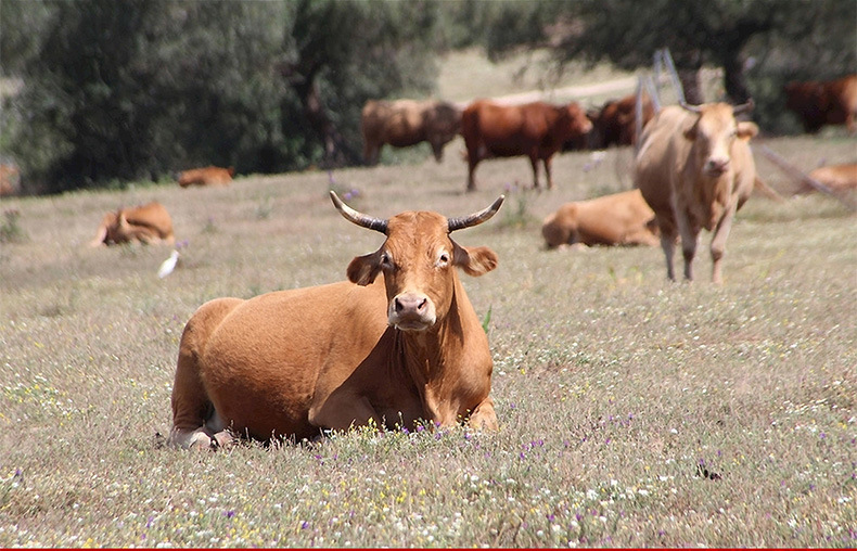 牛肉丸詳情頁(yè)_04