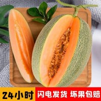 單只4斤起】哈密瓜曉密25號(hào)西州蜜瓜果10斤海南網(wǎng)紋蜜瓜