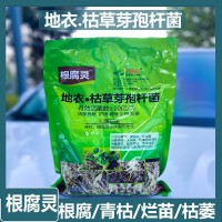 韓金根腐靈地衣枯草芽孢桿菌根腐立枯猝倒根腫病土傳病害生物菌肥