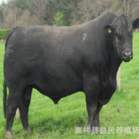 黑色安格斯牛 純種安格斯牛養(yǎng)殖場 包技術(shù)包回收 包運輸改良黃牛