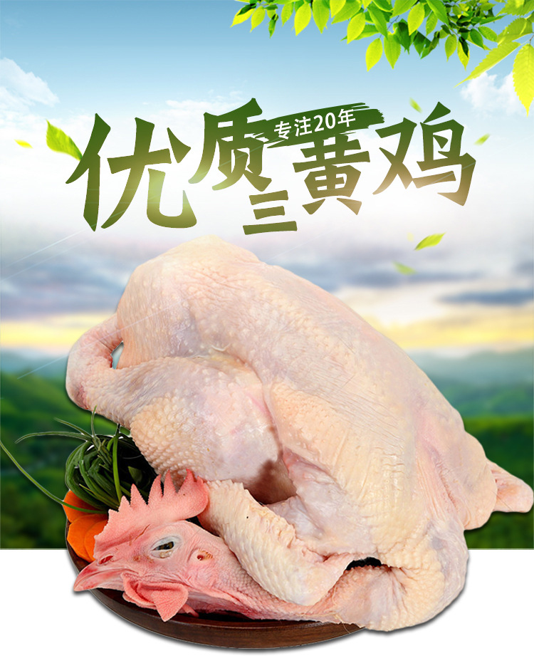 19kg三黃雞_01