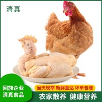 清真農(nóng)家三黃雞生態(tài)散養(yǎng)土雞老母雞笨雞山雞雞肉月子雞可一件代發(fā)