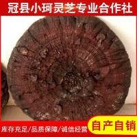 自產(chǎn)自銷 整棵大靈芝 赤靈芝