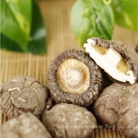 干香菇批發(fā) 慶元干香菇