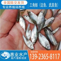 三角魴（邊魚、武昌魚）淡水魚苗出售