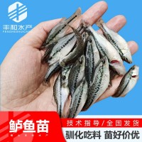 2023新苗 加州鱸魚苗淡水鱸魚苗大口黑鱸 加州鱸水花魚苗批發(fā)