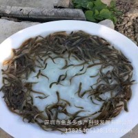 泥鰍魚苗 臺灣泥鰍苗 小泥鰍苗活體 泥鰍水花 泥鰍魚苗放生供應