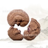 產(chǎn)地批發(fā)投料靈芝 二茬赤靈芝 產(chǎn)地貨源
