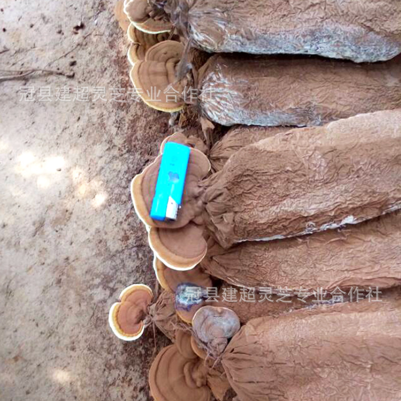 QQ圖片20170815165813